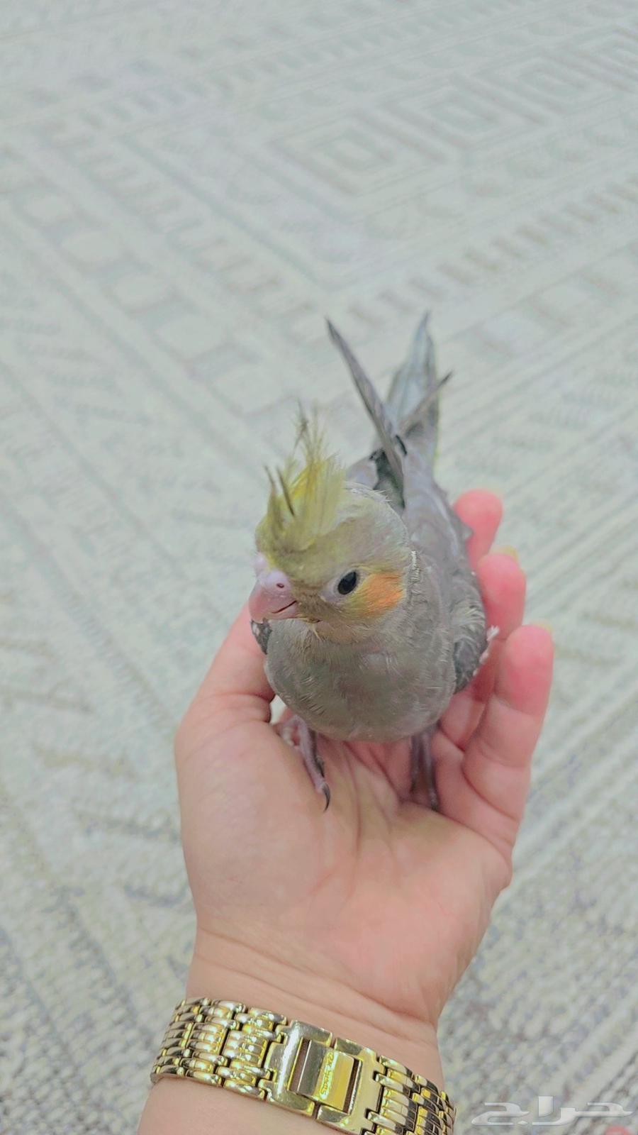 فرخ نورمل سبيلت لاتينو64575182167554114