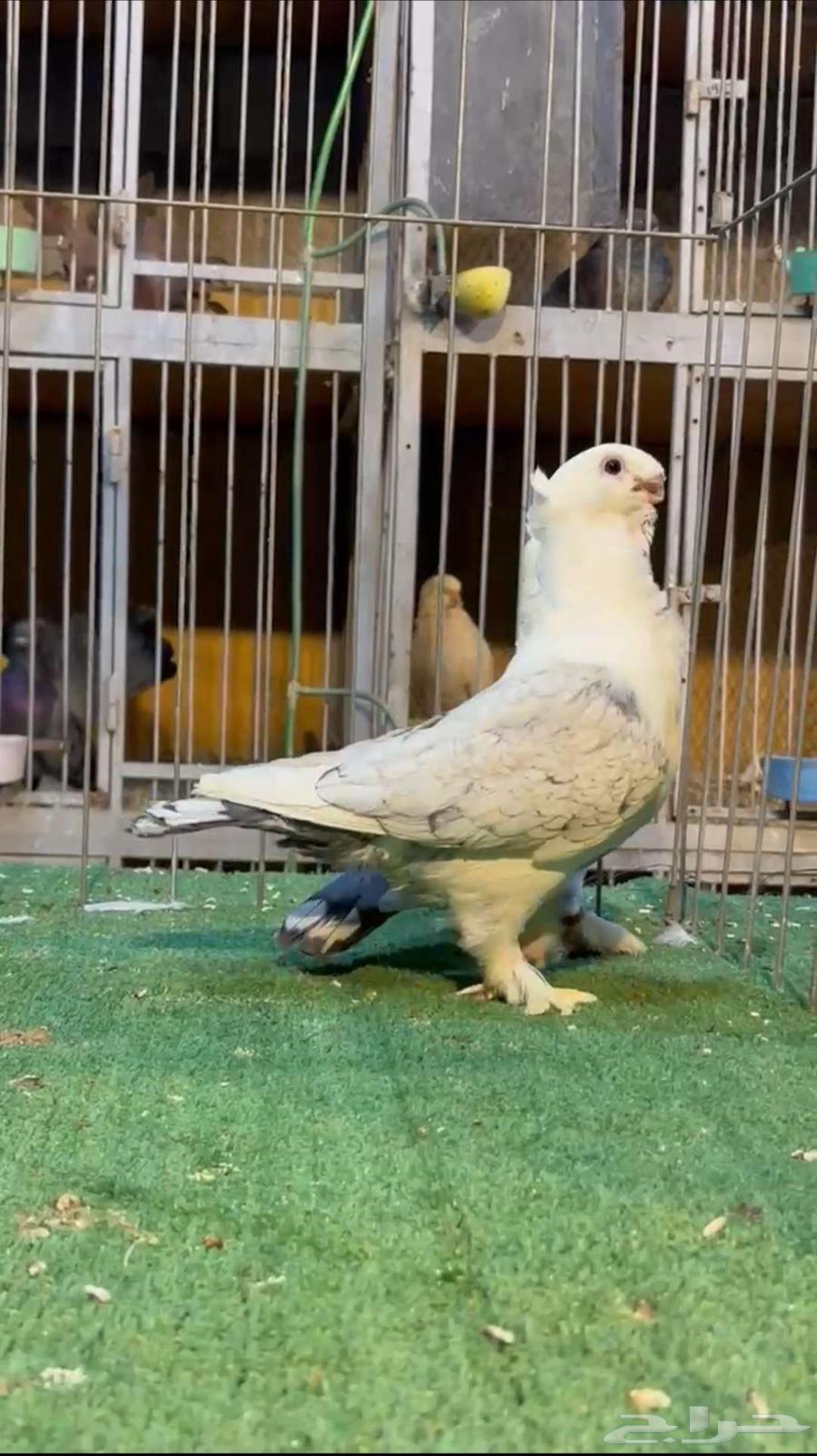 زوج ستنايت تم البيع ليصلك كل جديد تابع المتجر64675248765443114