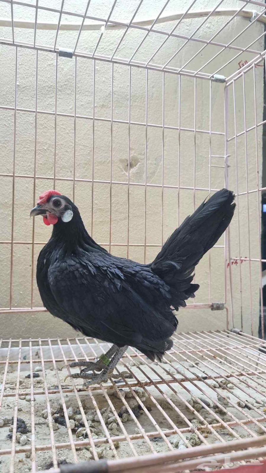 Distinctive Dwarf Ornamental Chicken64666985798401113