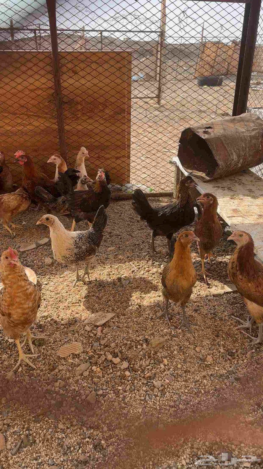 دجاج بلدي فاخر من الأخر64667869141251112