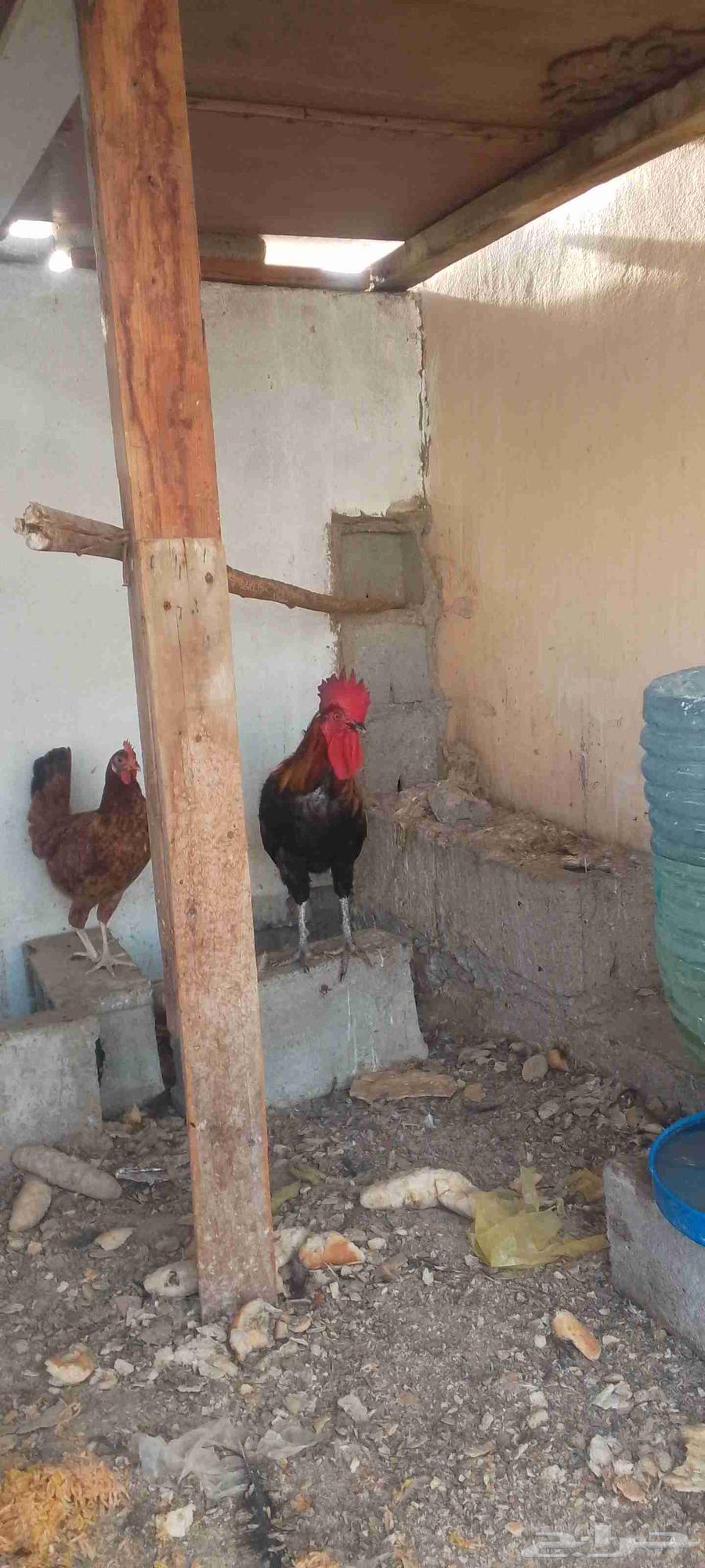 Local Rooster, Red with Red Ears and Fertile64667970251393114