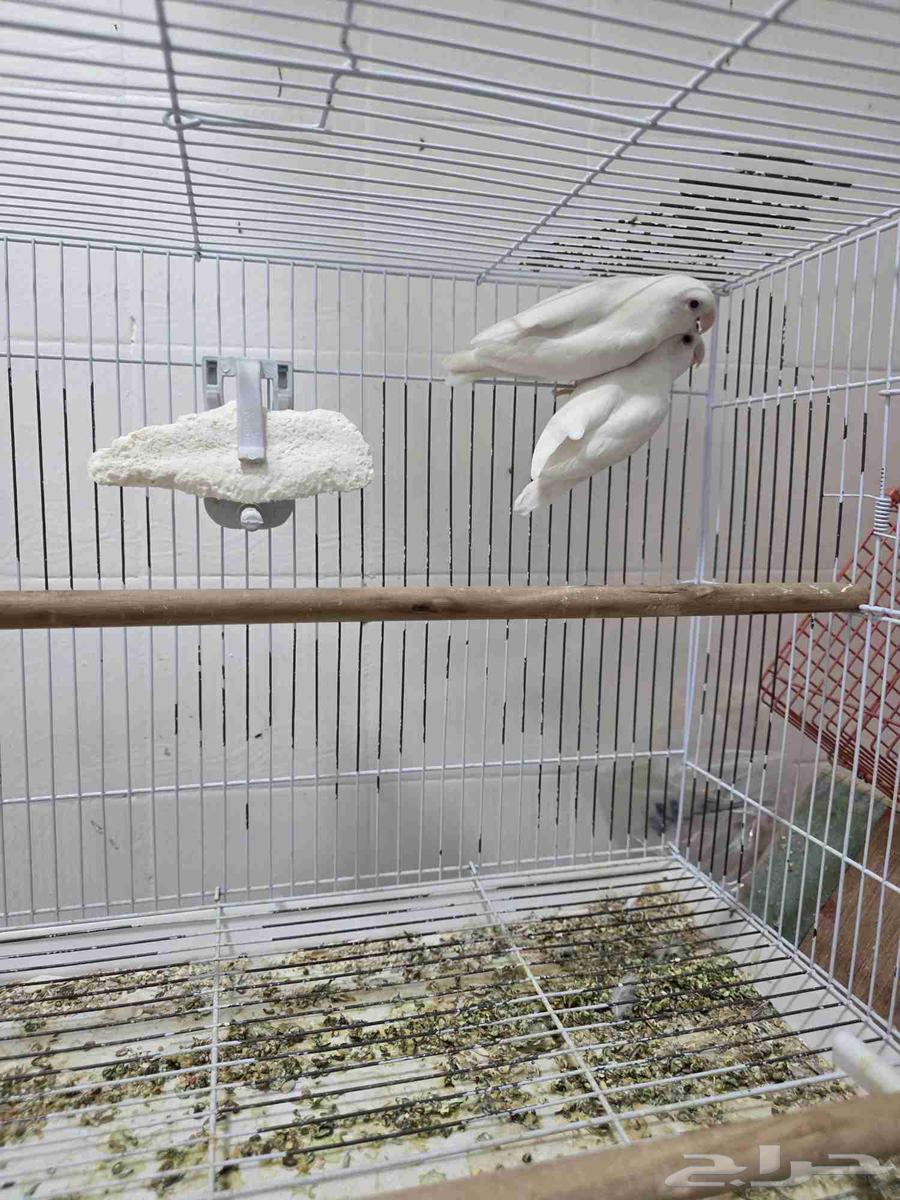 Daily Walnut64669722800899114