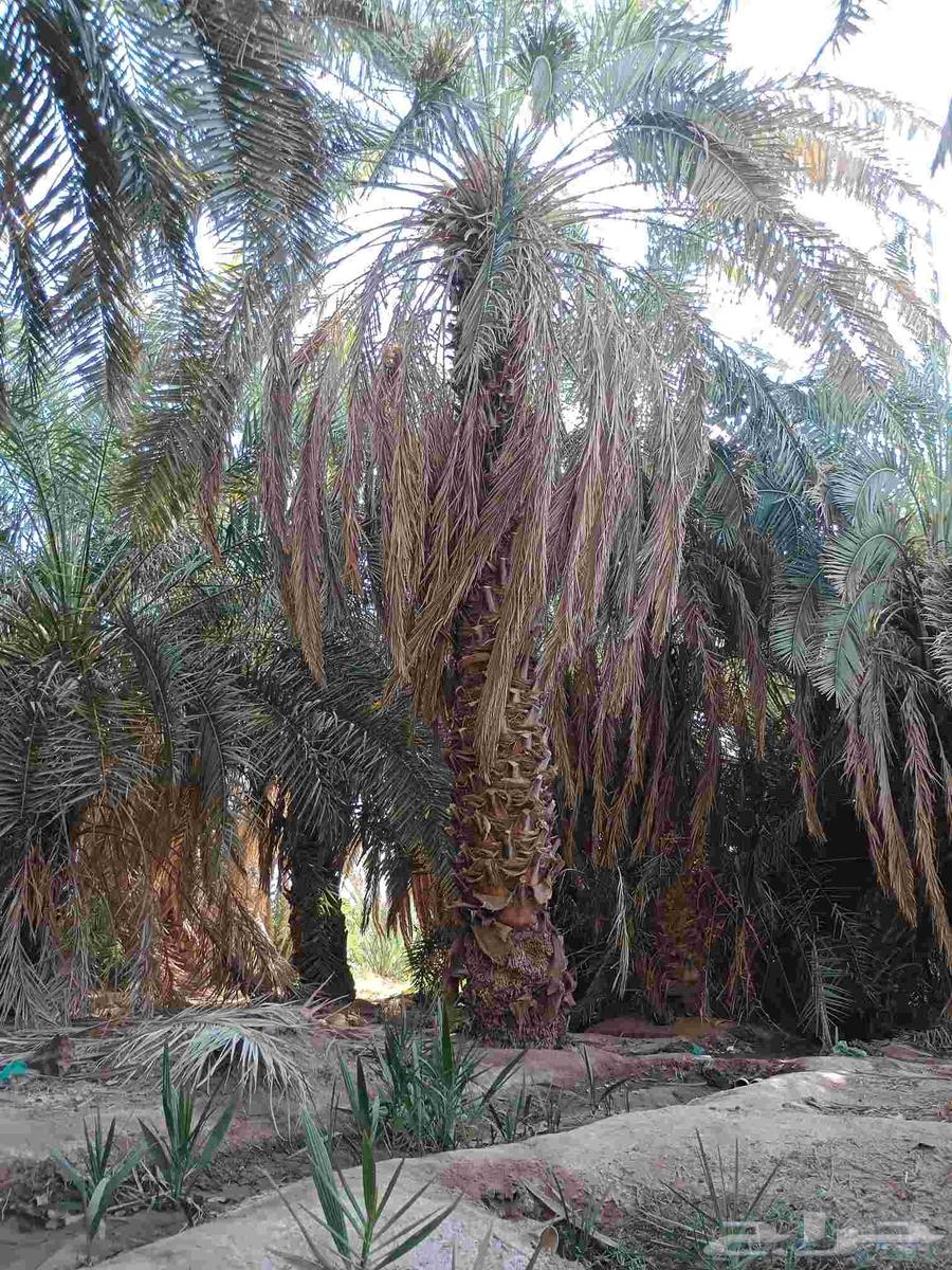 نورد جميع انواع انخيل العربي ولواشنطني64464775406723110