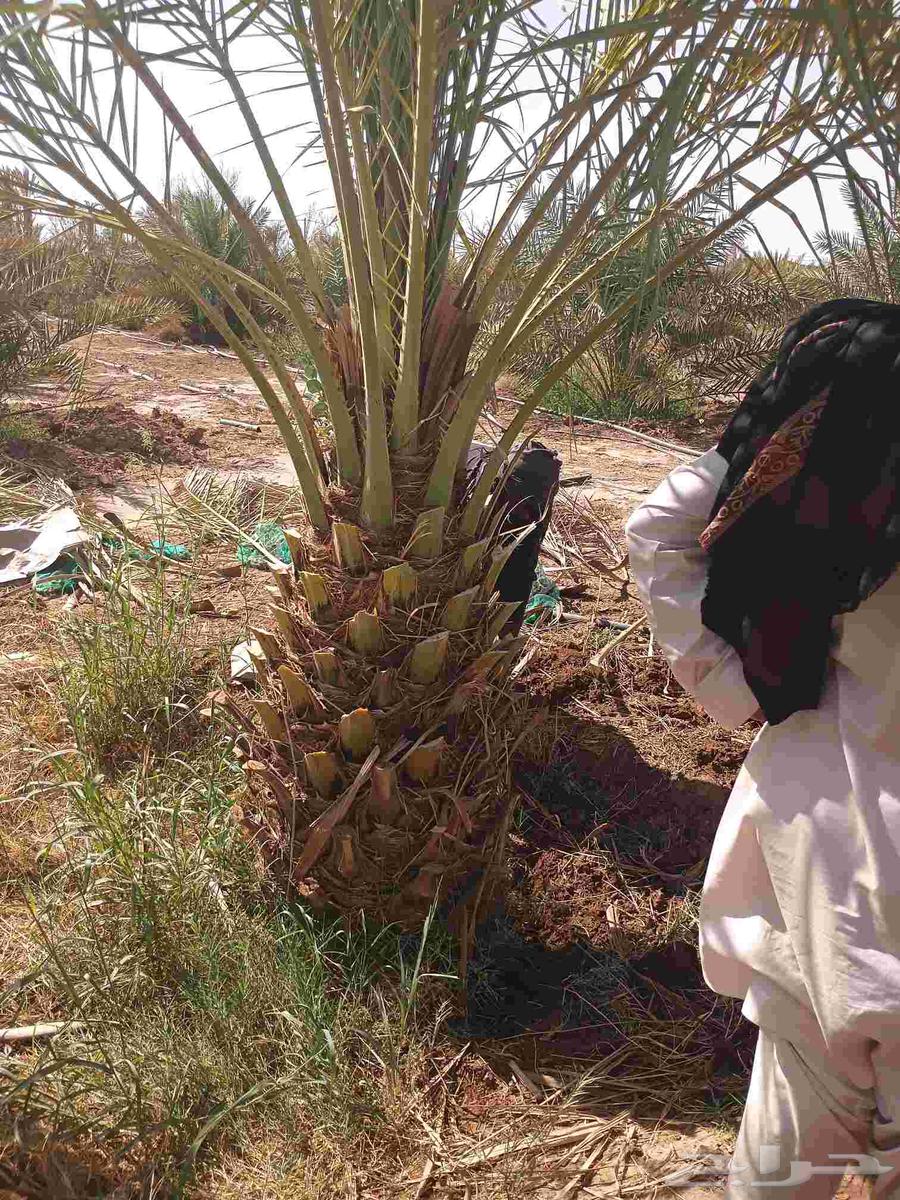 نورد جميع انواع انخيل العربي ولواشنطني64464775406723112