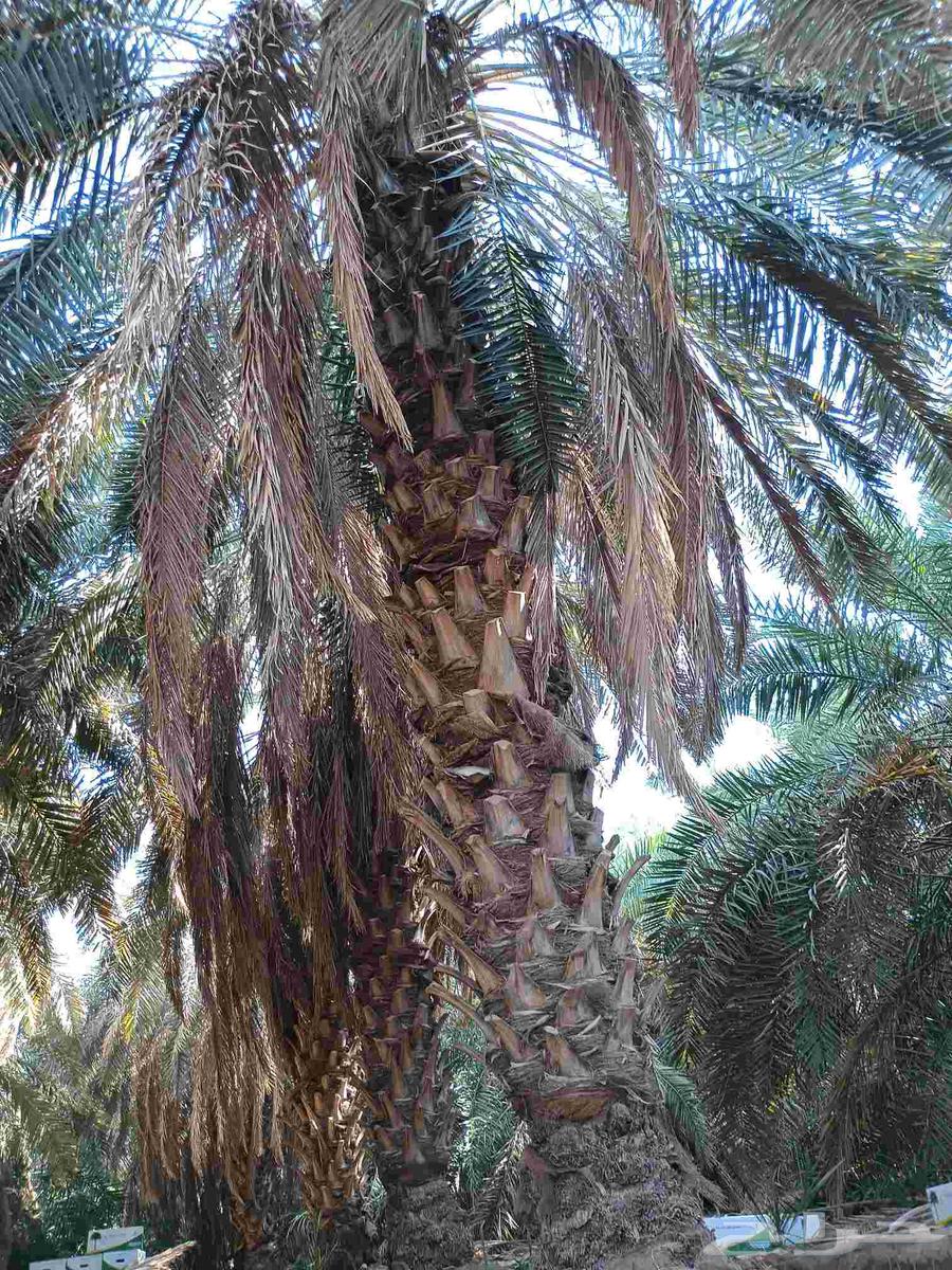 نورد جميع انواع انخيل العربي ولواشنطني64464775406723111