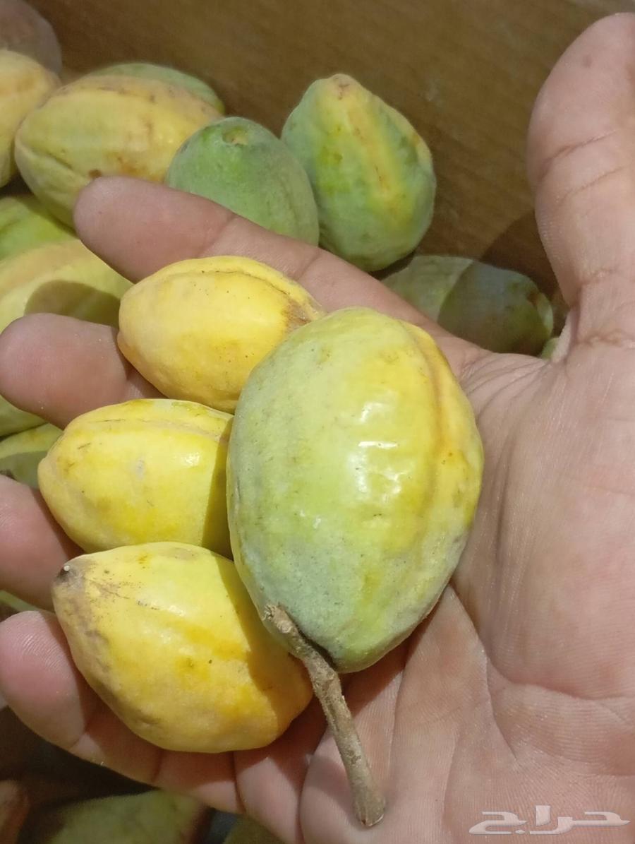 لوز سوبر جامبو64167857304962110