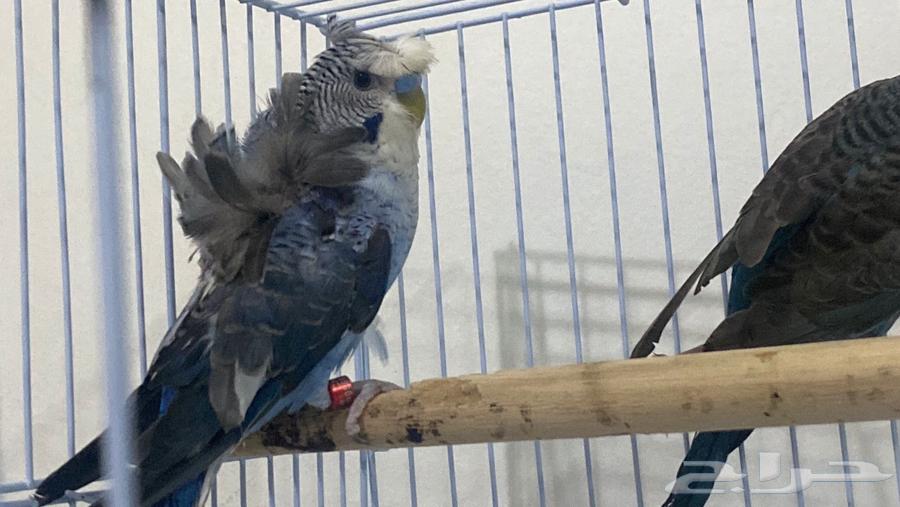 زوج بادجي انثى دبل بلاك وذكر هوقو بلاك وينق64673785623426110