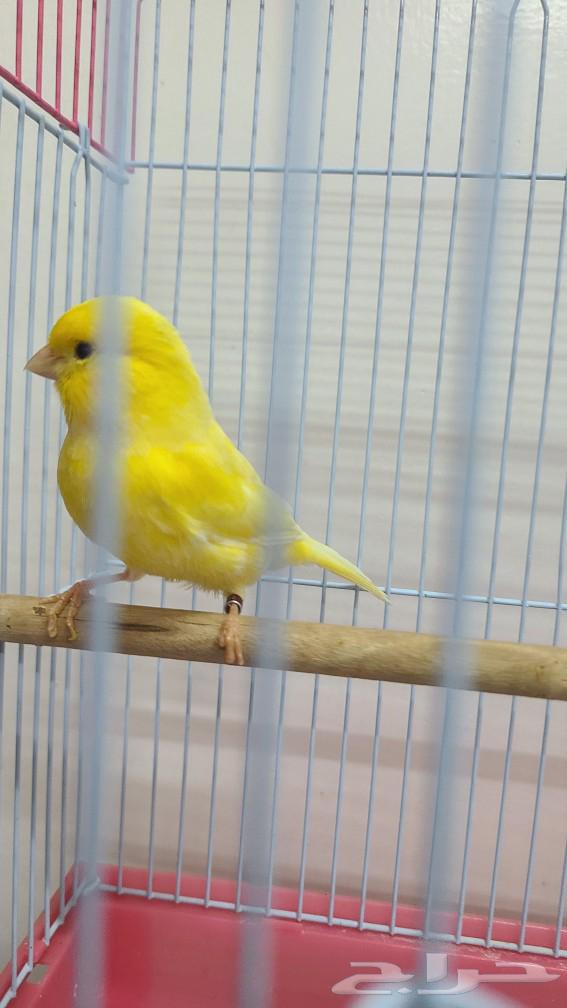 كناري للبيع64668940266242114