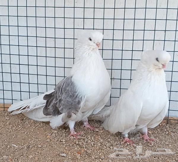 جوز نك كنار64668641652610112