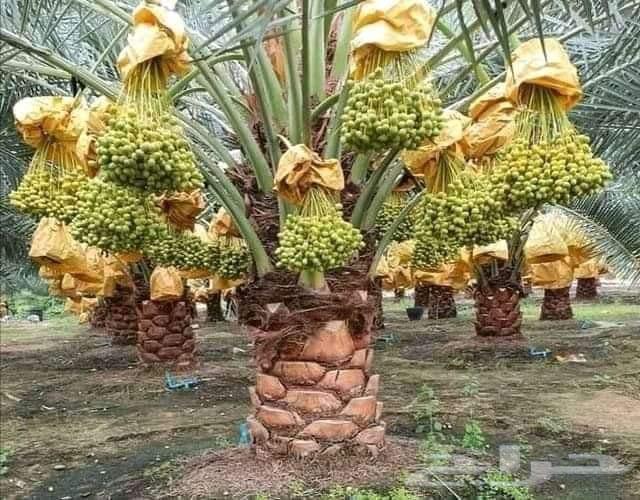 خدمات زراعية ومهنية64168048643713114