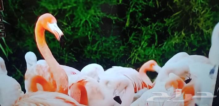 شاشة امبكس 2025 60بوصة جديد 4k smart64593802228611111