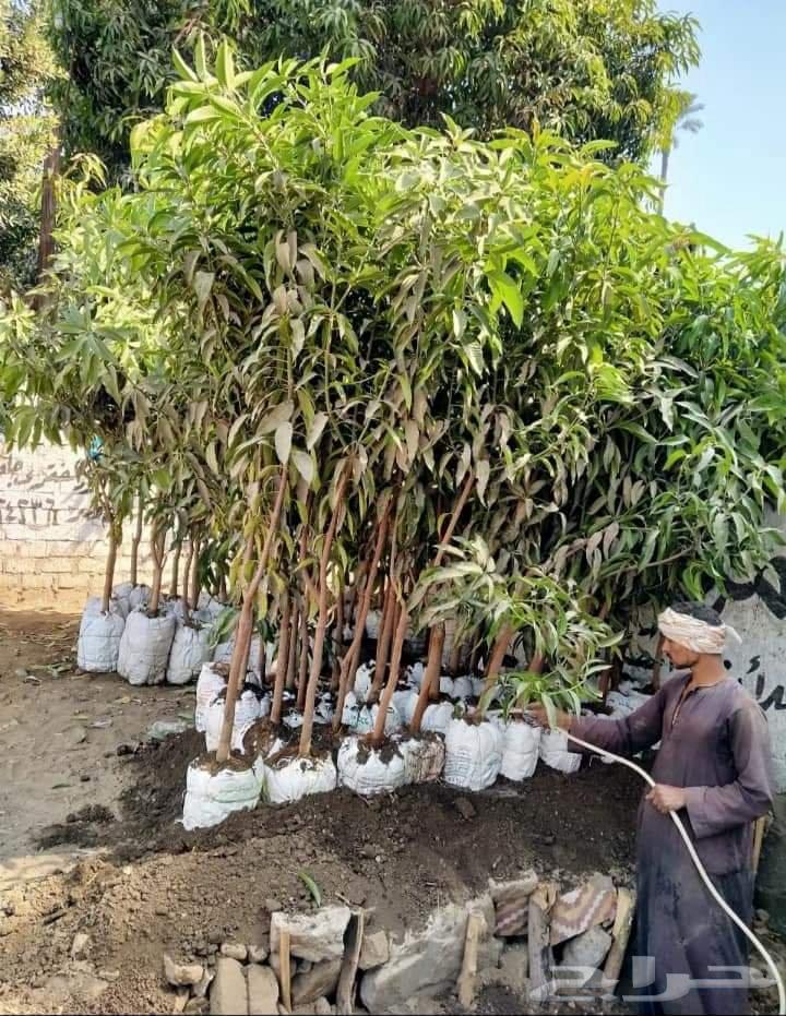 خدمات زراعية ومهنية64168048643713111