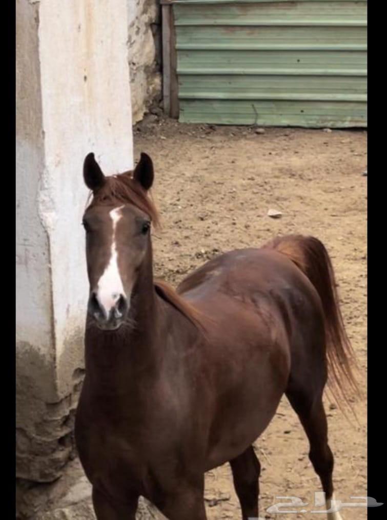 للبيع خيل شعبي64673266219906111