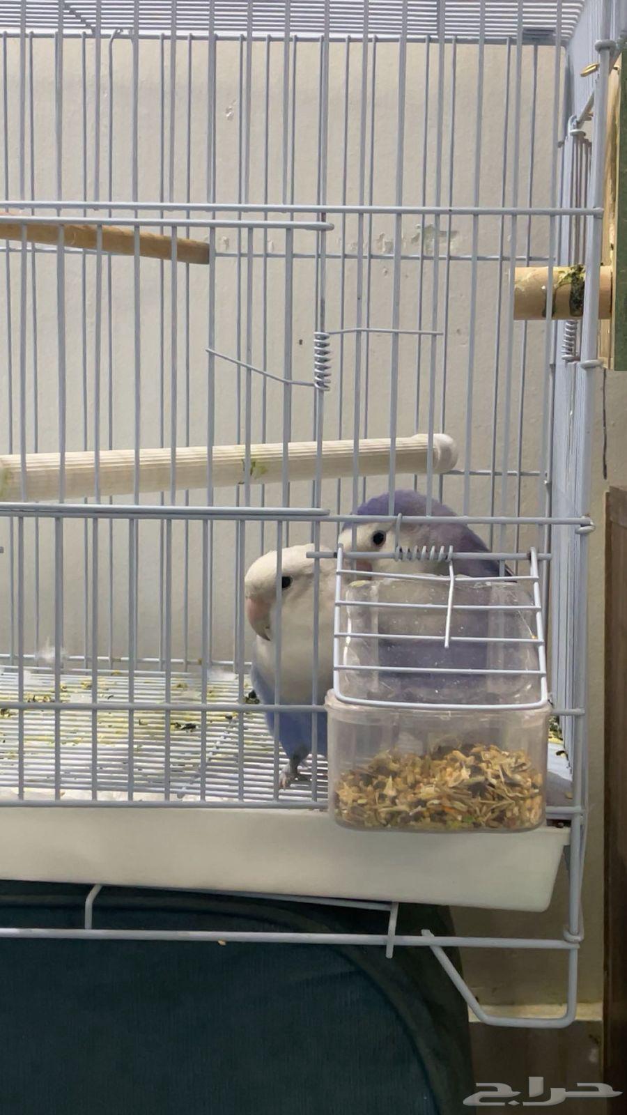 Rose Pair64674453629697110