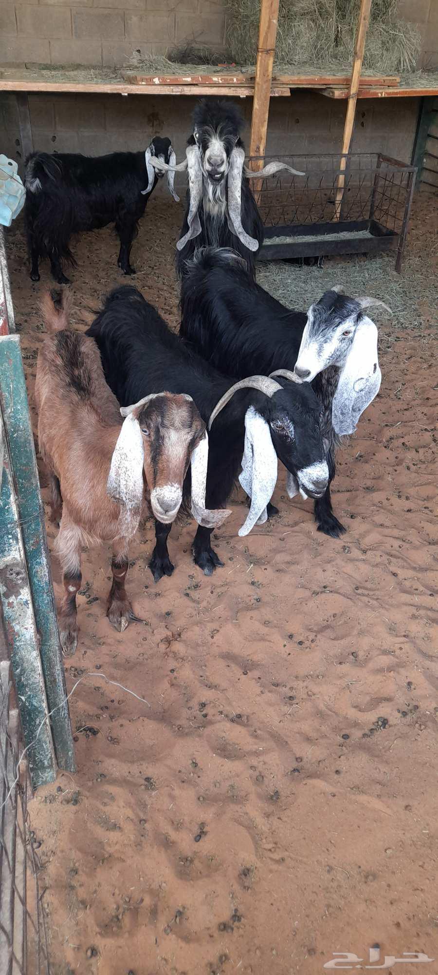 معزا دفيع عوارض64672486963841113