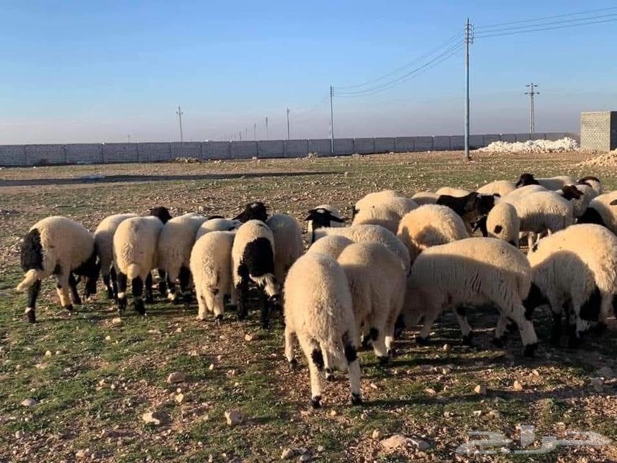 خدمات زراعية ومهنية64168048643713110