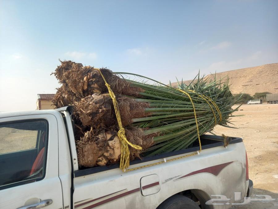 يوجد لدينا جميع أنواع انخيل الفاخره64241653799809114