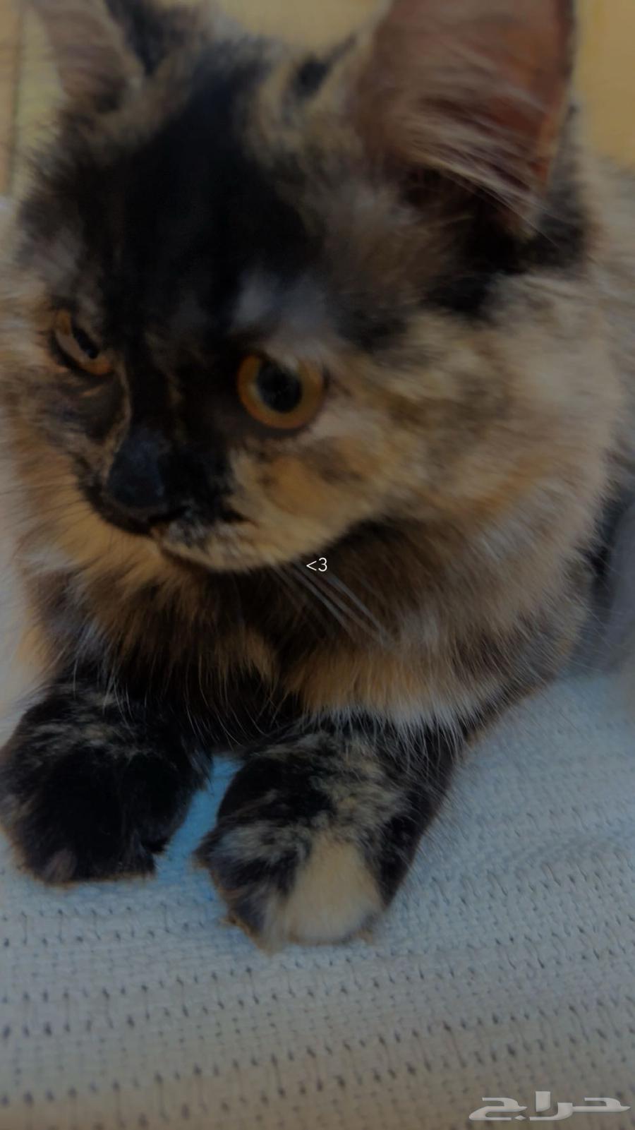 قطط للتبني64244669379842111