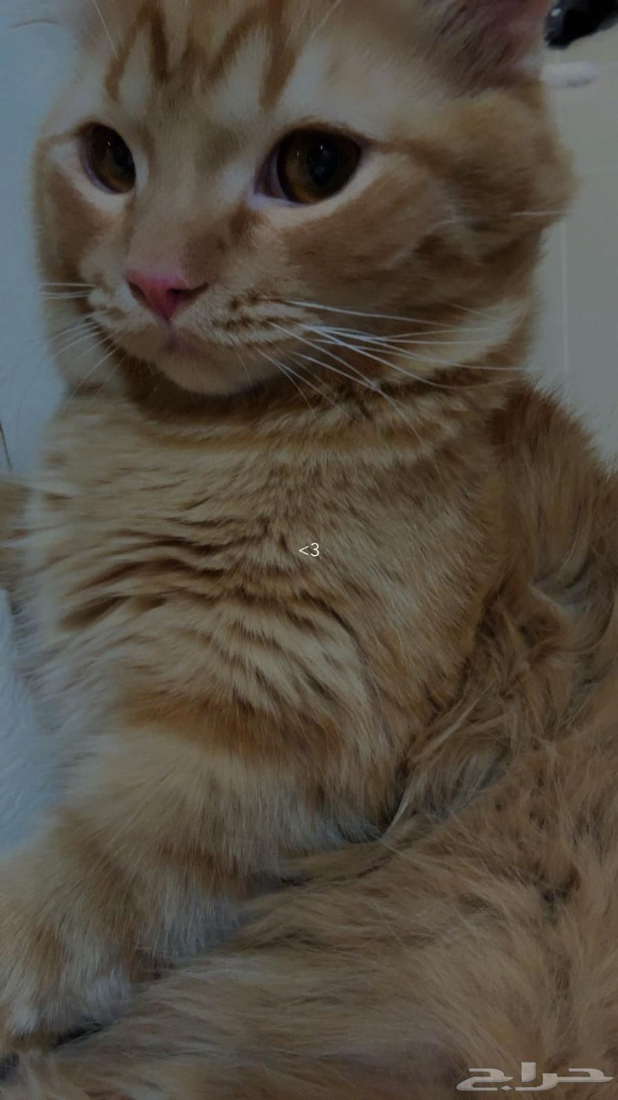 قطط للتبني64244669379842112