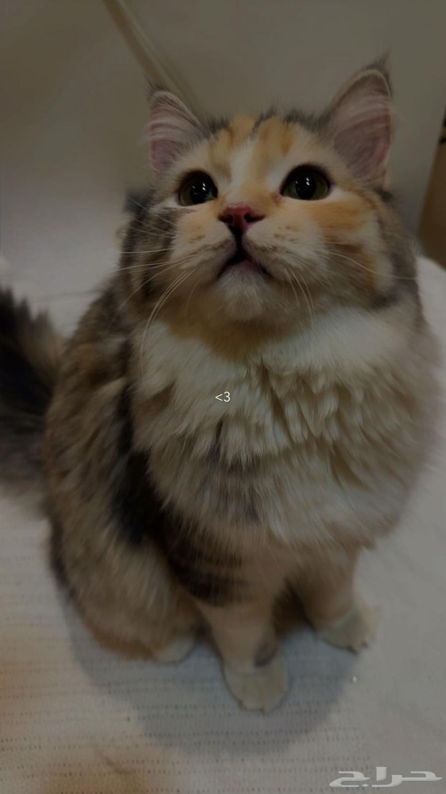 قطط للتبني64244669379842110
