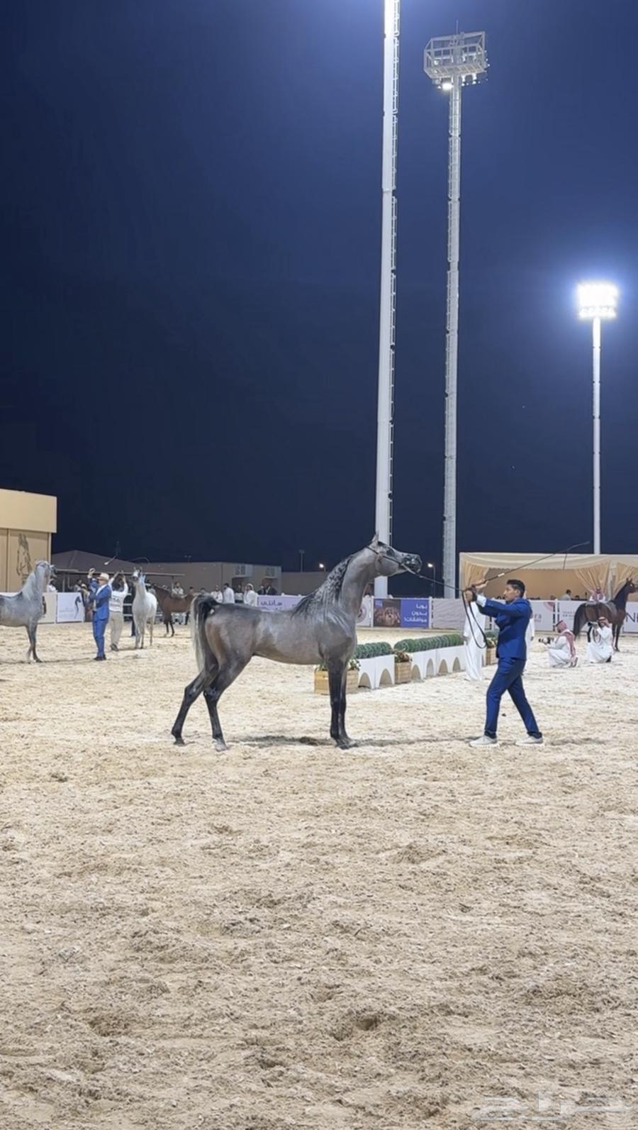 متوفر لدينا ايواء خيل وتدريب خيل الجمال (الشو) الموقع ديراب64240787726337110