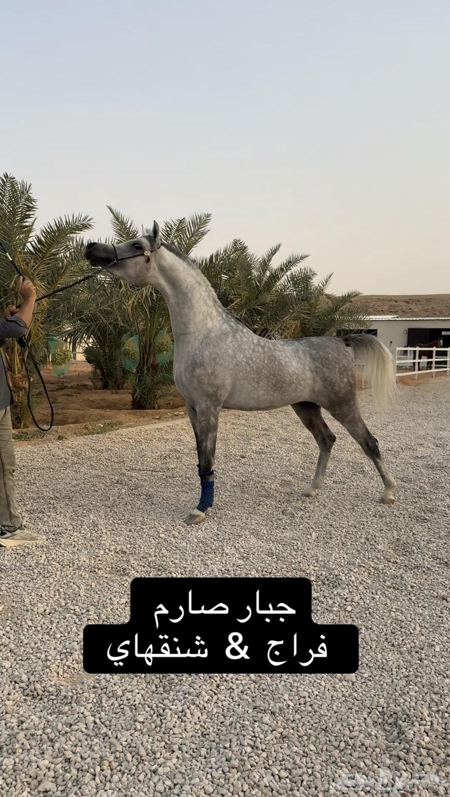 متوفر لدينا ايواء خيل وتدريب خيل الجمال (الشو) الموقع ديراب64240787726337111