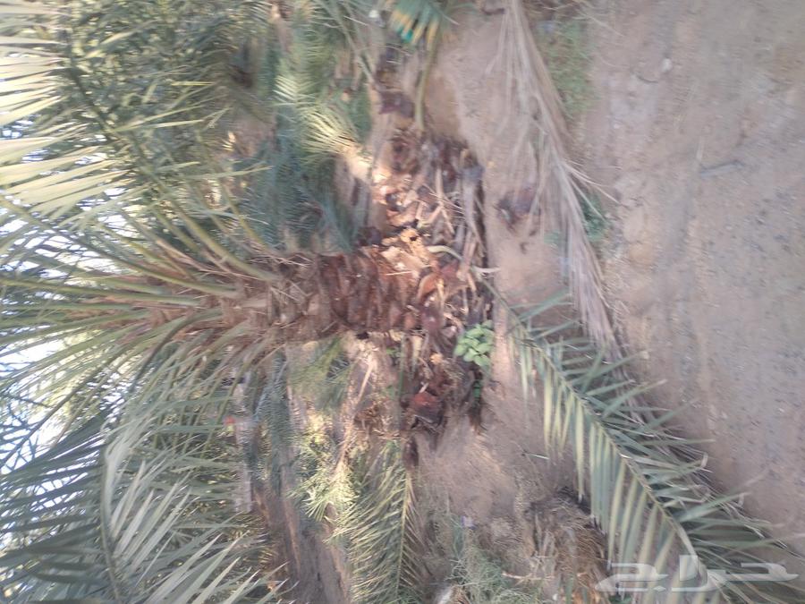 Palm tree cleaning, pruning, and pollination64240458465793110
