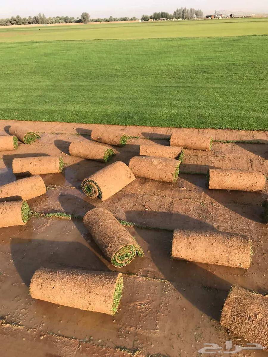 ثيل طبيعي بأفضل الأسعار64240788412930110