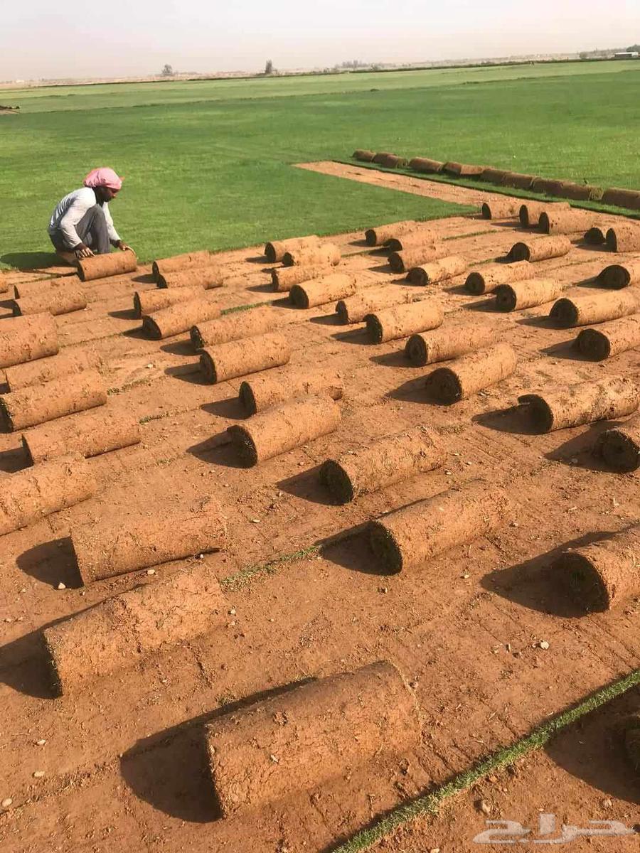 ثيل طبيعي بأفضل الأسعار64240788412930113