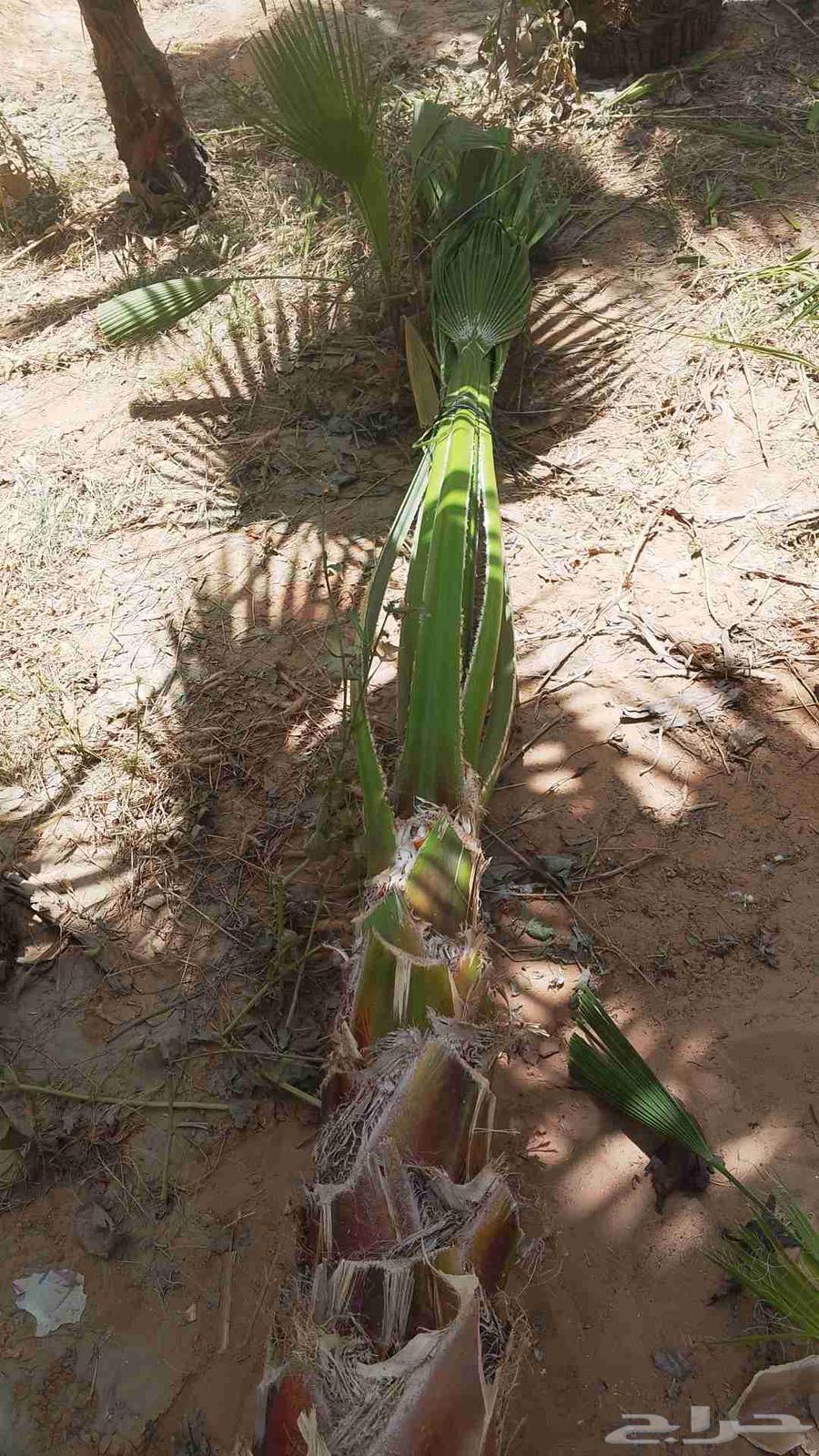 توريدنخيل ومقاول شبوك64241847056641111