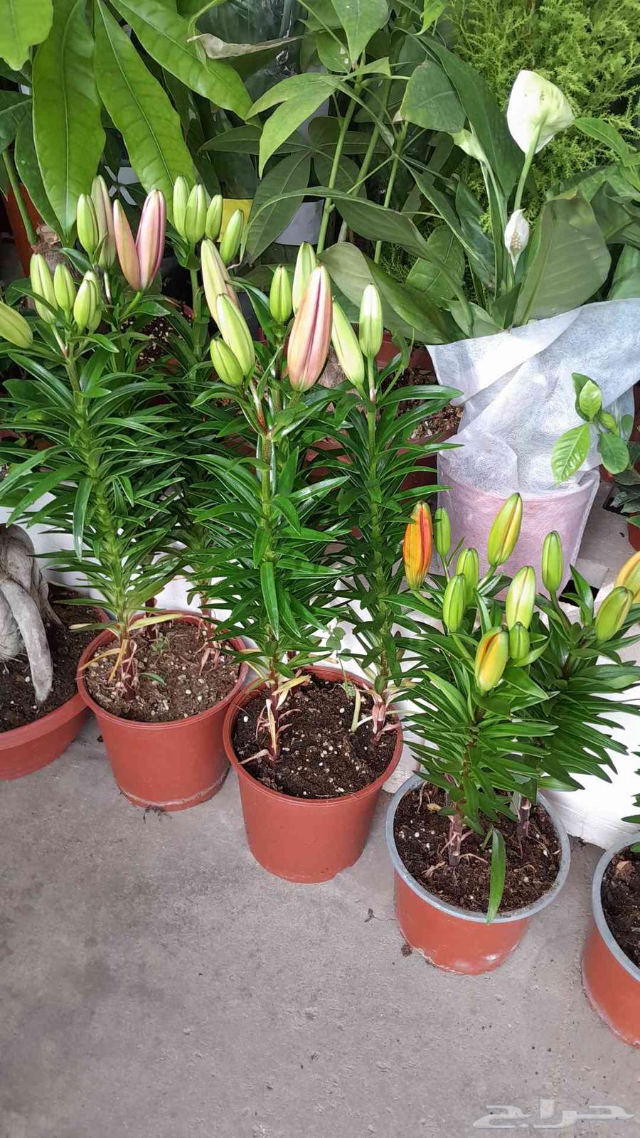 Landscaping, installing irrigation networks, maintenance of all types of indoor and outdoor seedlings64240299089795112