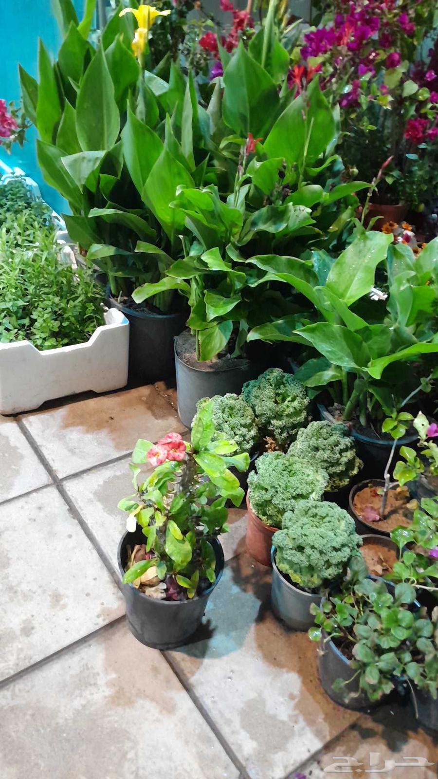 Landscaping, installing irrigation networks, maintenance of all types of indoor and outdoor seedlings64240299089795113