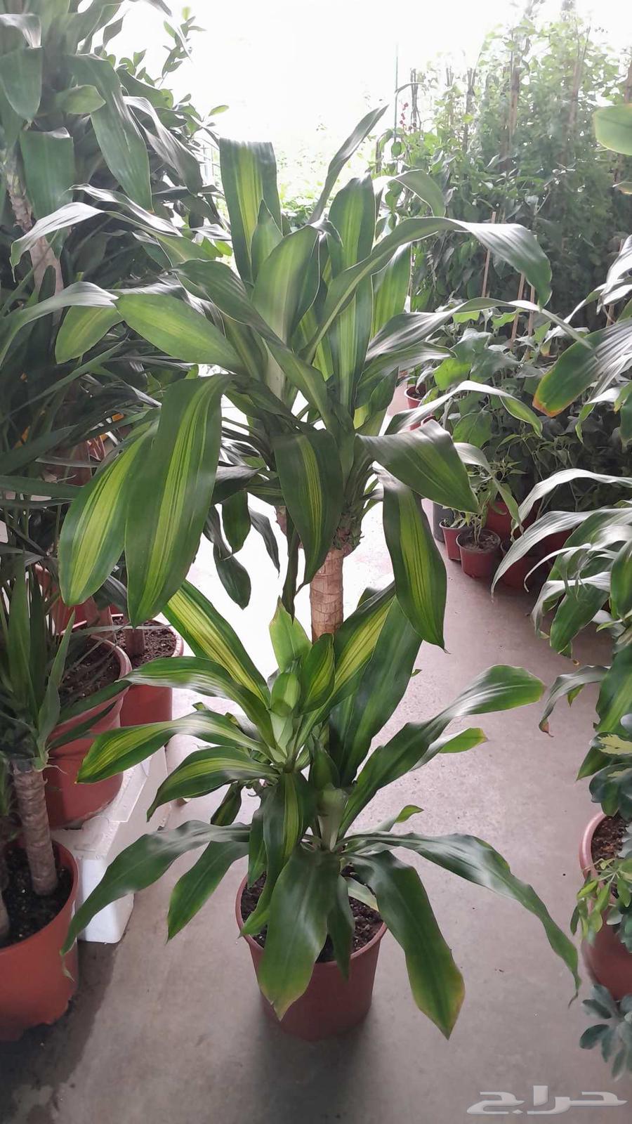 Landscaping, installing irrigation networks, maintenance of all types of indoor and outdoor seedlings64240299089795111