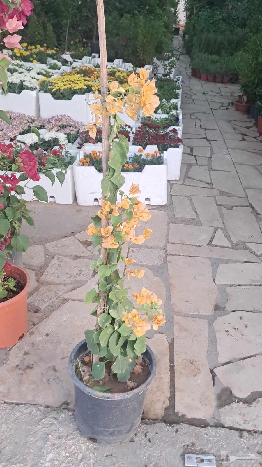 Landscaper and installer of all irrigation networks64244833680002111