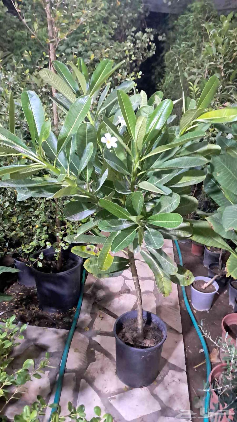 Landscaper and installer of all irrigation networks64244833680002112