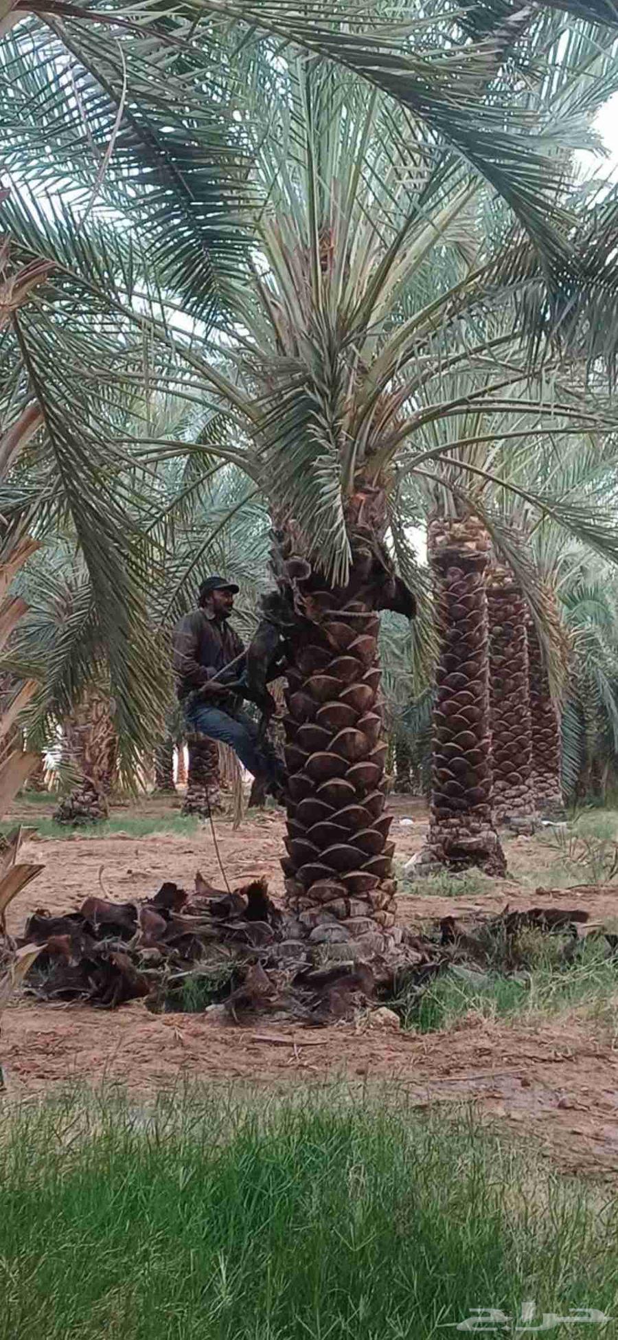 تنظيف وتكريب النخيل64240458390275110