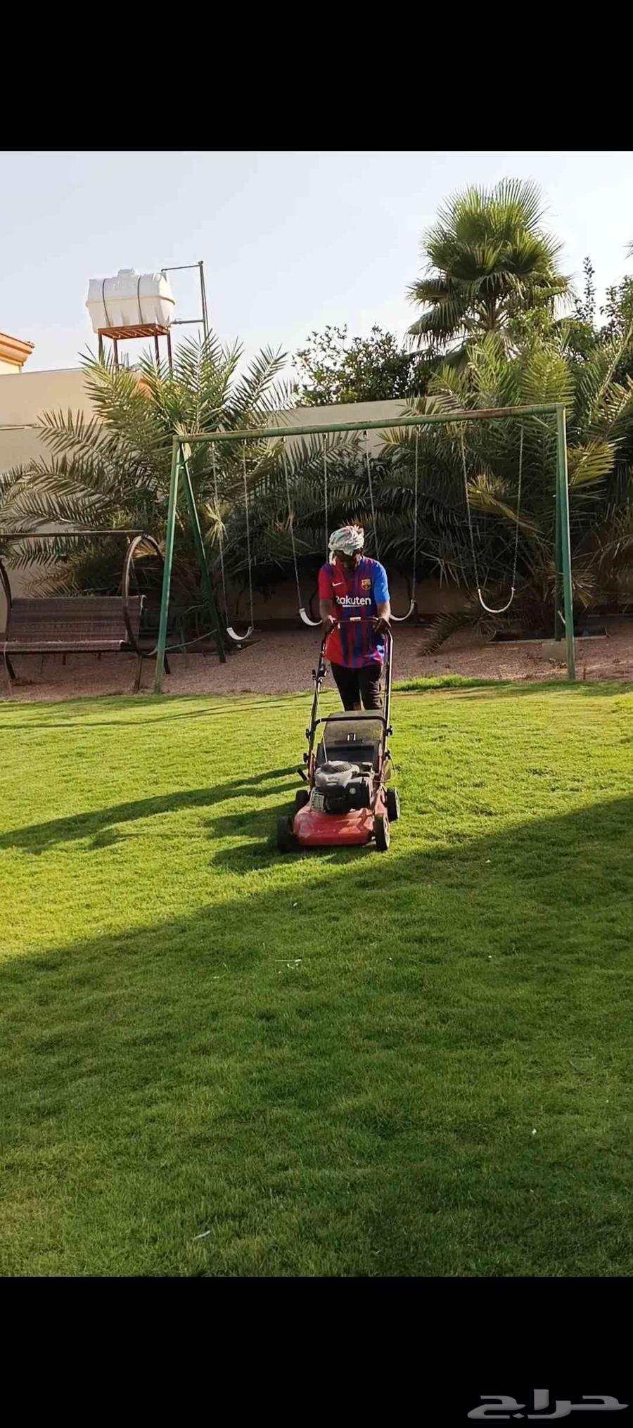 Cutting palm trees and all types of trees, including hardwood trees64240299108483111