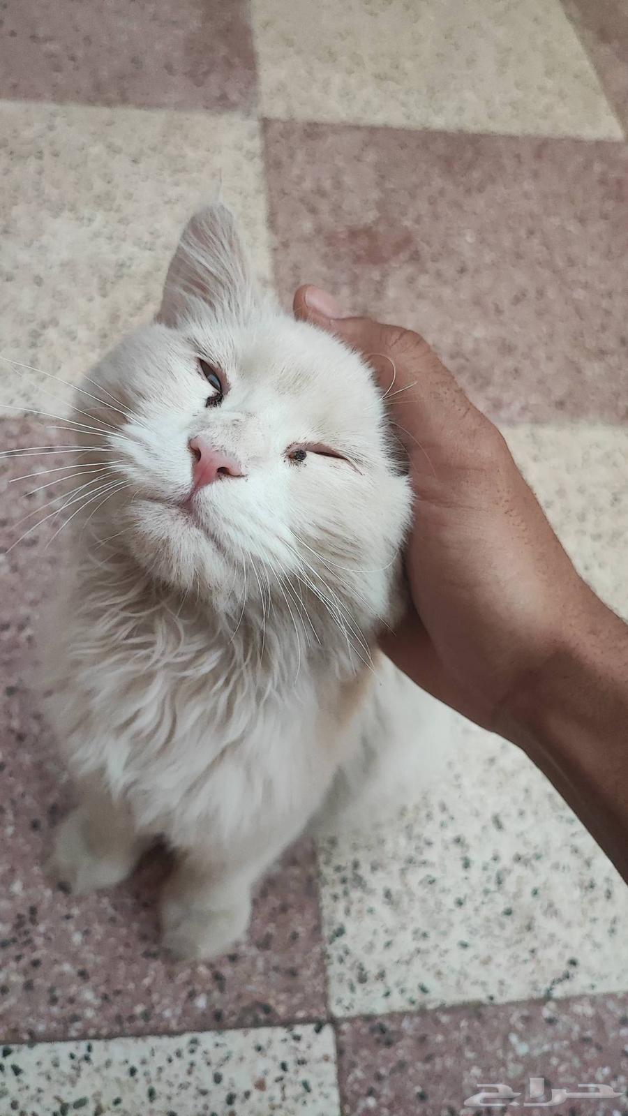 قطة للتبني64240459881089110