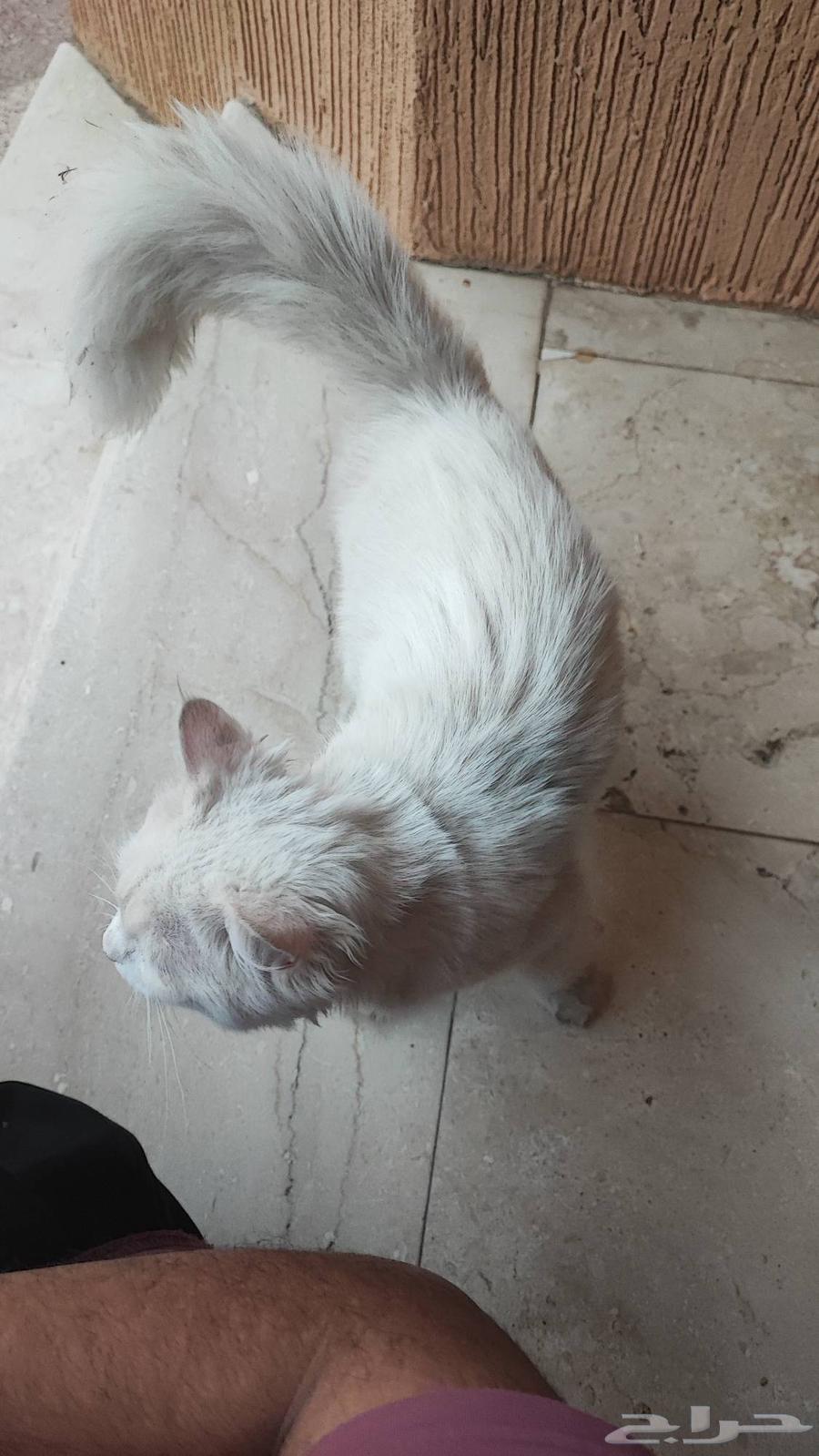قطة للتبني64240459881089112