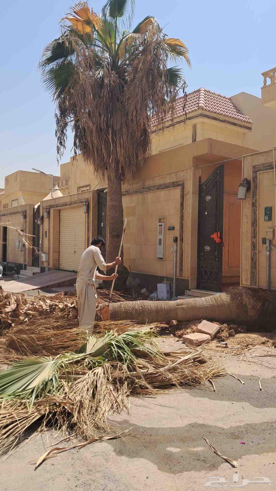 قص شجر أزاله شجر تقطيع شجر قشع نخل غرس نخل جث نخل رافعه نقل64241653445123111