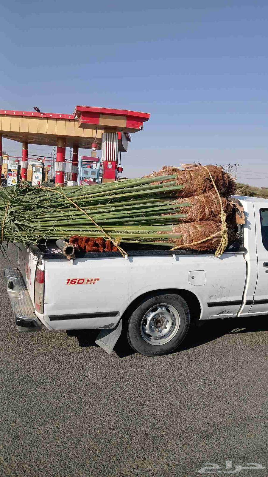 يوجد لدينا جميعا أنوع النخيل المثمر عربي واشنطن64240460129154110