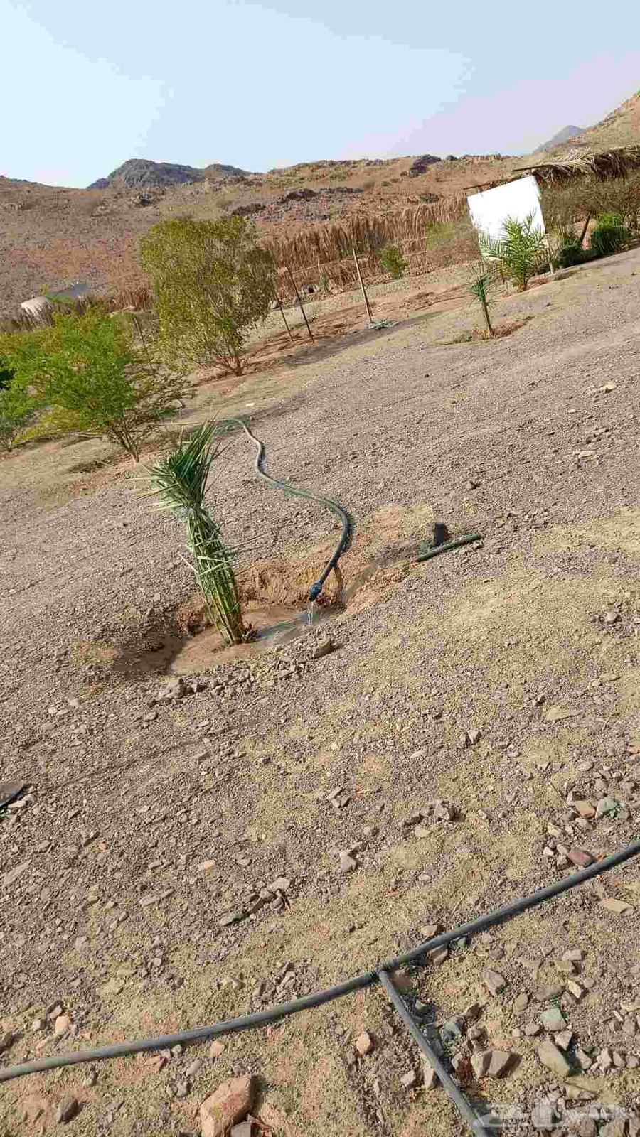 We work in the field of palm trees, fencing, and stone construction64241845180675113