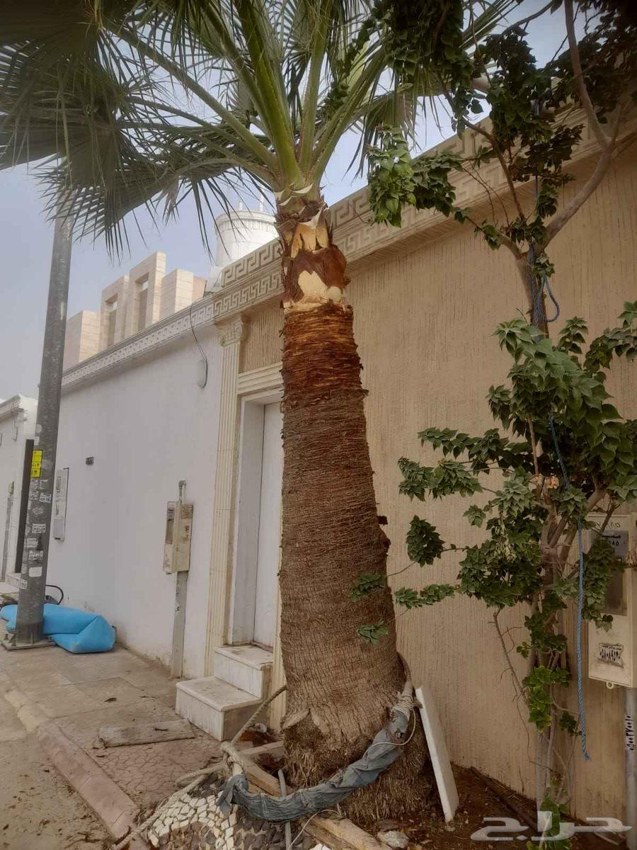 Palm pruning, tree removal, trimming shrubs64240299182465110