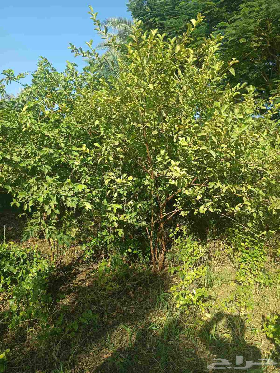 زراعة الحدائق المنزلية64241847208066111