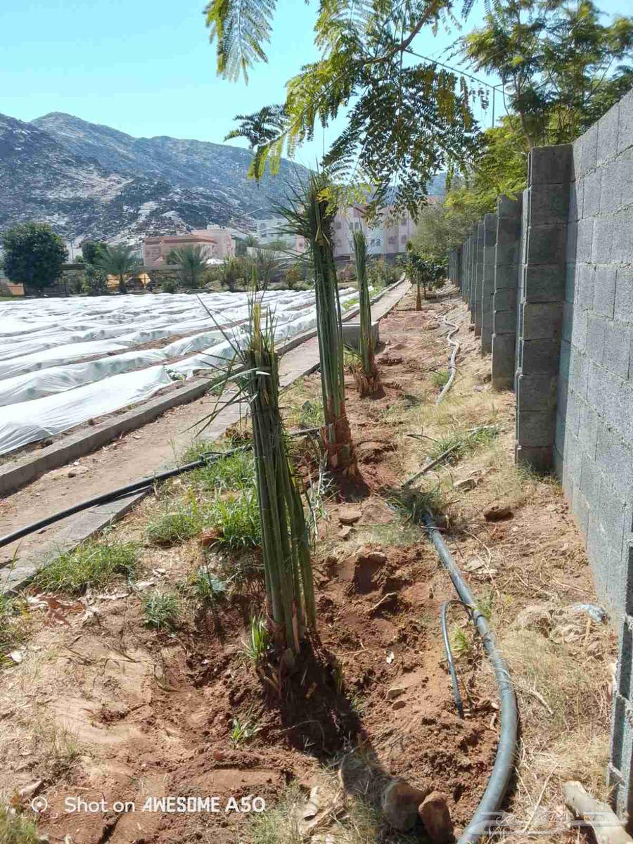 Installation, cleaning, removal of tiles, existing white palm trees, Al-Khalees, and Shishi64241317939586113