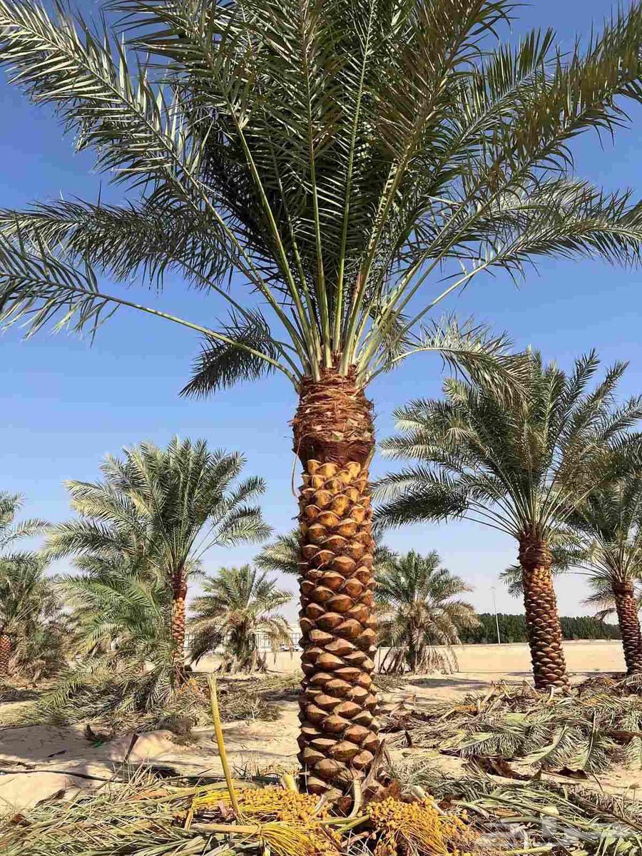 مقاول نخيل وشبوك مزارع64240788145667110