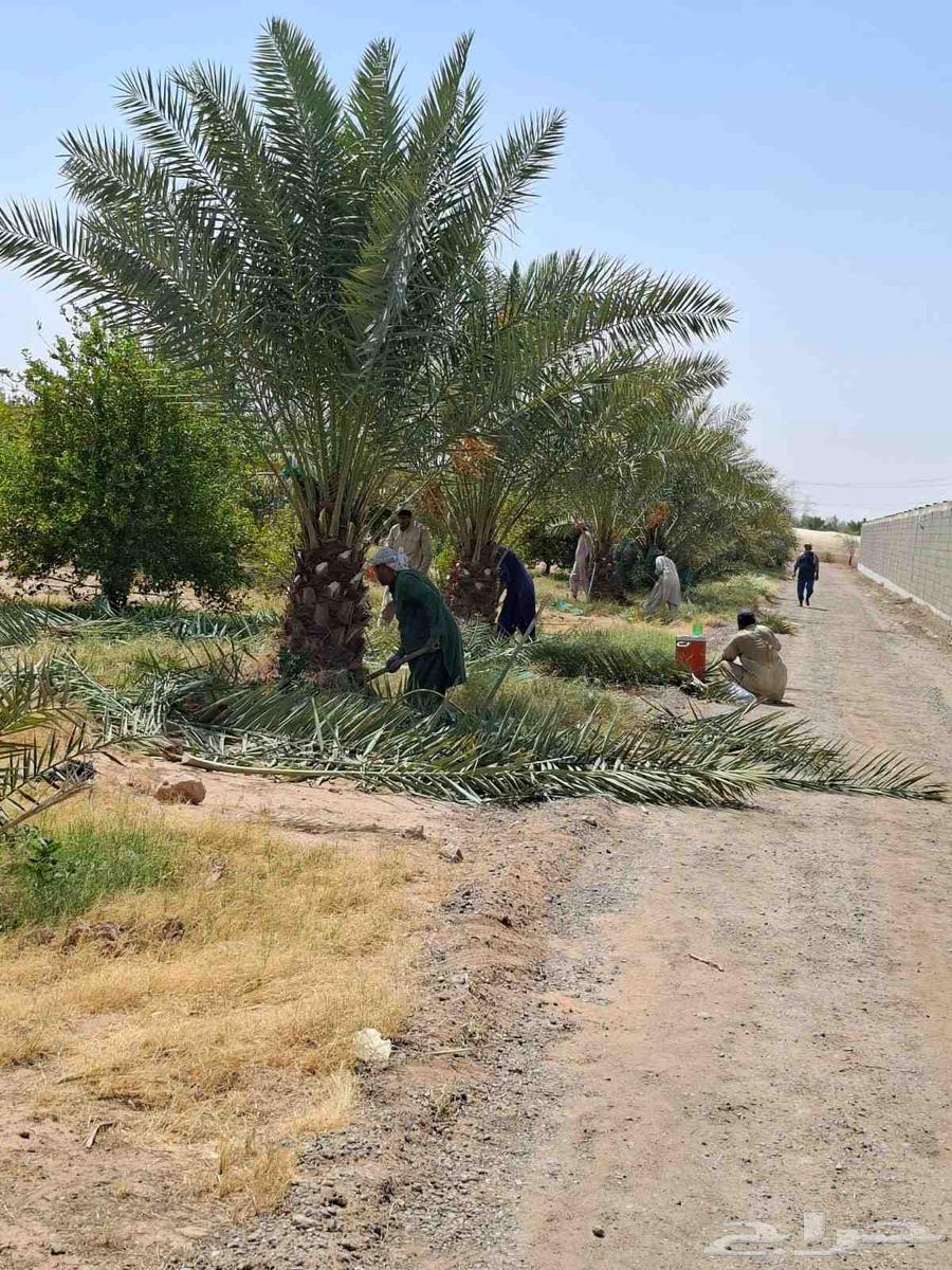 مقاول نخيل وشبوك مزارع64240788145667114