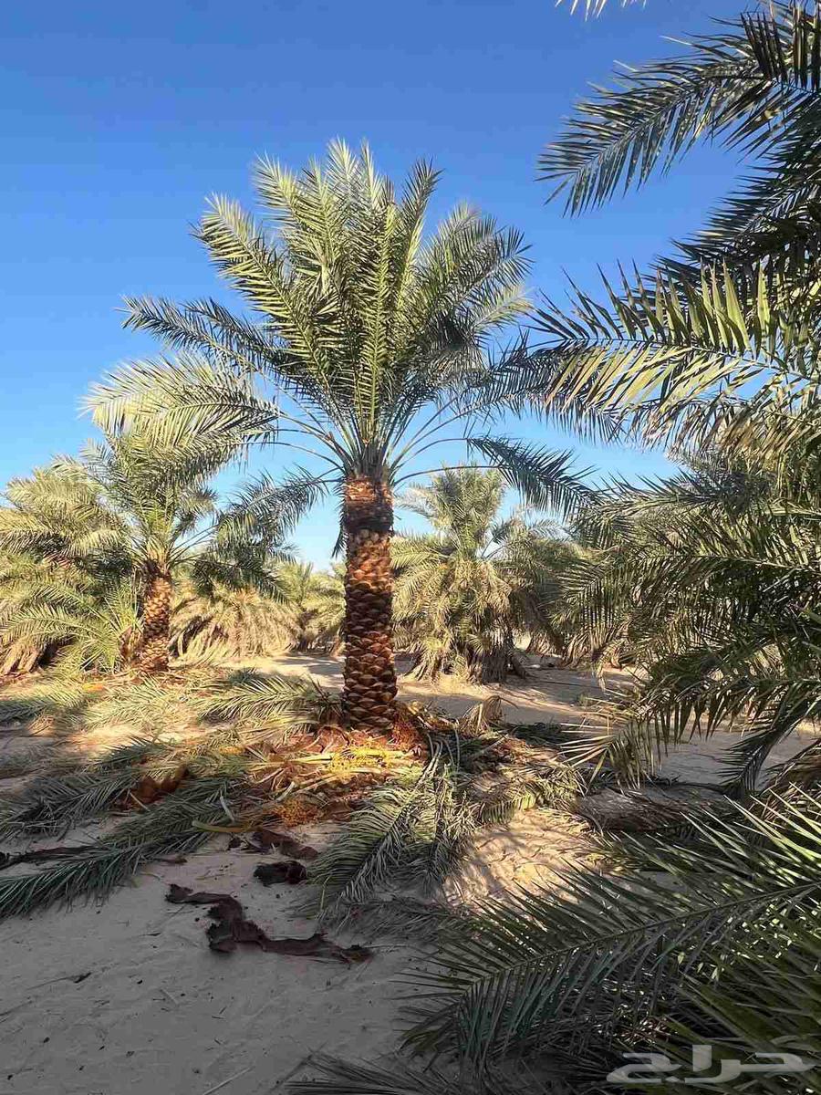 مقاول نخيل وشبوك مزارع64240788145667111