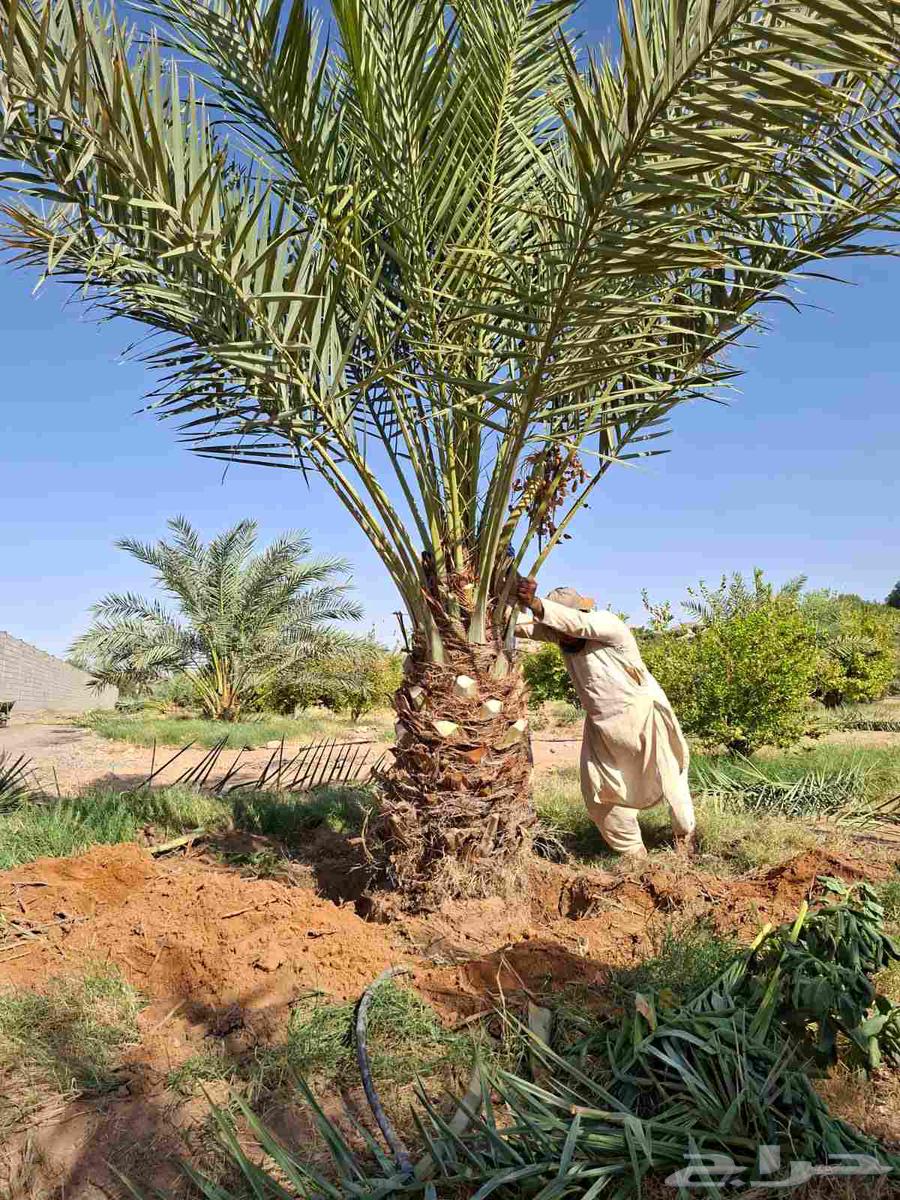مقاول نخيل وشبوك مزارع64240788145667113