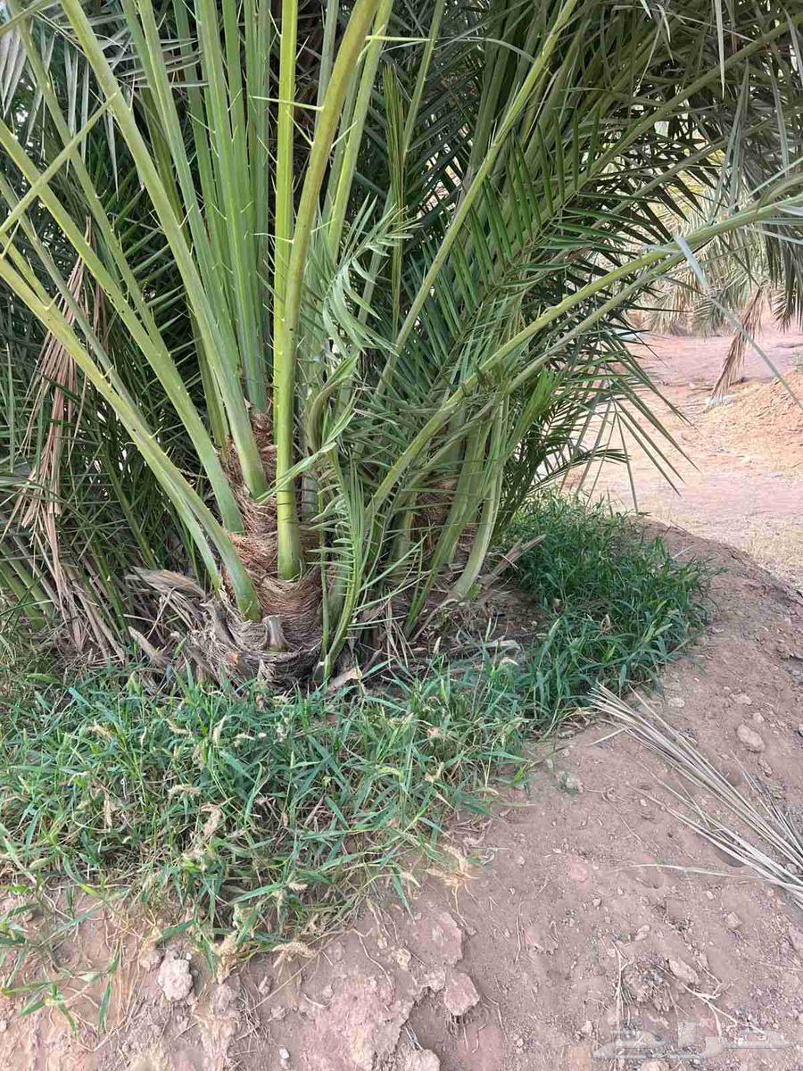 All types of date palm services, cleaning and pruning of palms64240954160897110